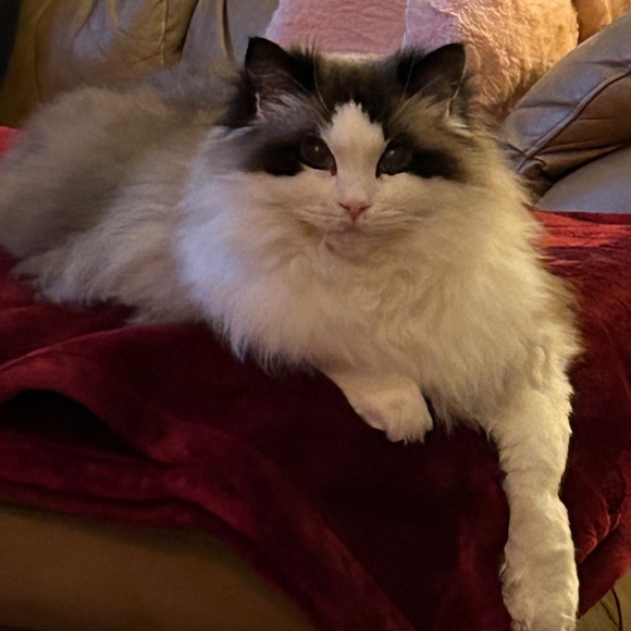 Meet your Posher, Rhonda - Picture 2 of 2